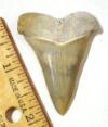 Mako Shark Tooth